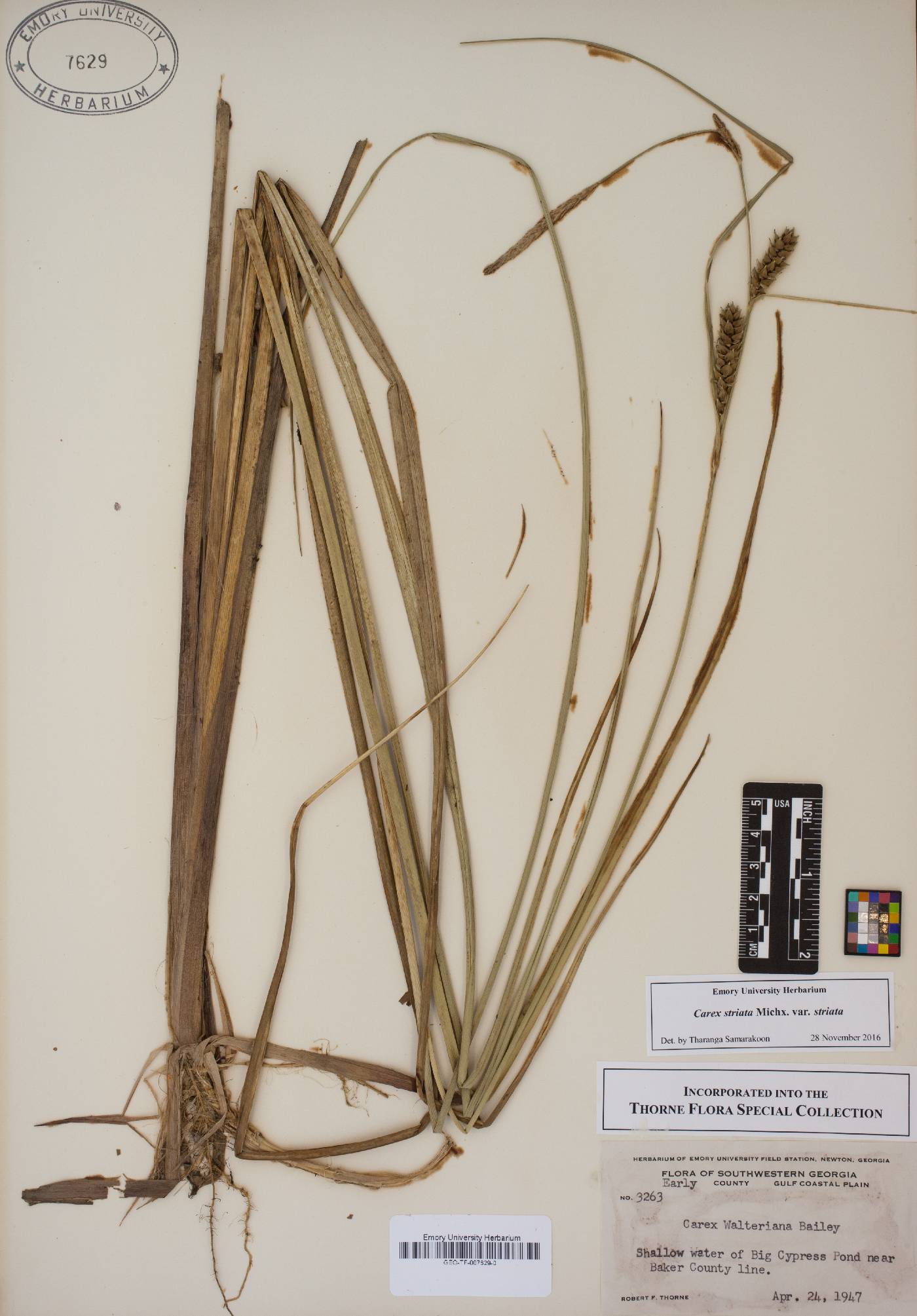 Carex striata image