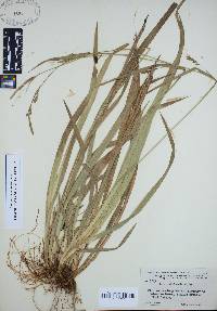 Carex striatula image