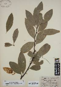 Sideroxylon lycioides image