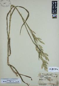 Bromus catharticus image