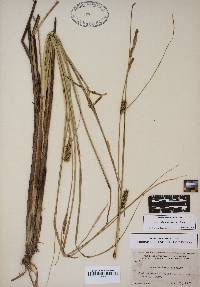 Carex striata image