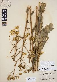 Arnoglossum ovatum image