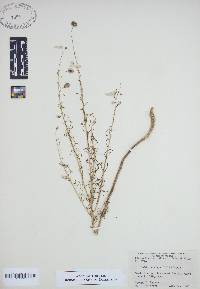 Balduina angustifolia image