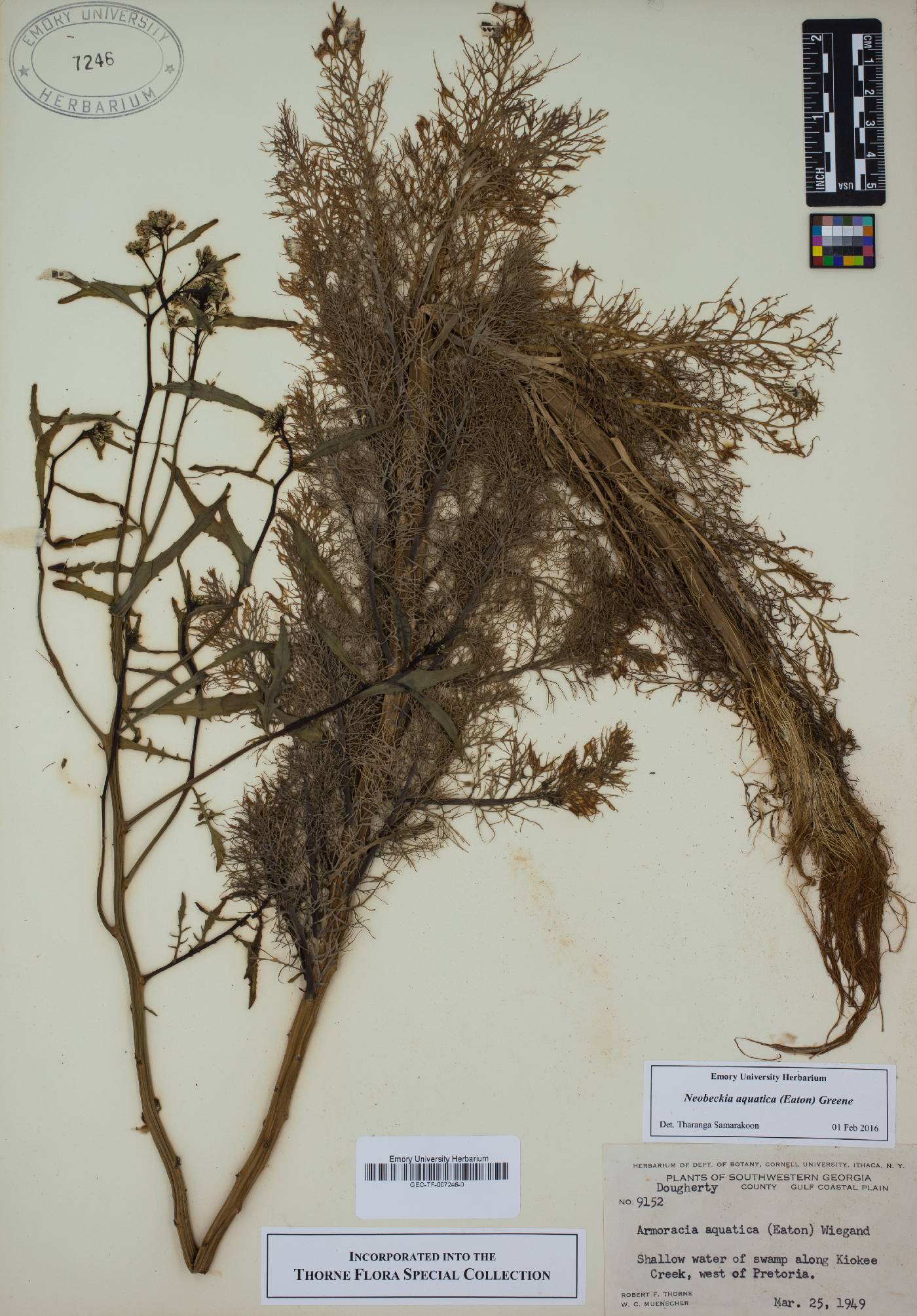 Neobeckia aquatica image