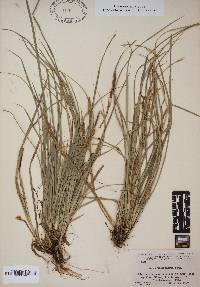 Carex willdenowii image