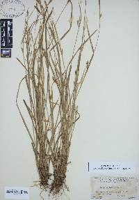 Carex styloflexa image