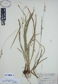 Carex styloflexa image