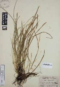 Carex willdenowii image