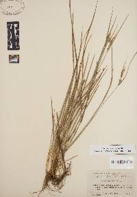 Carex dasycarpa image