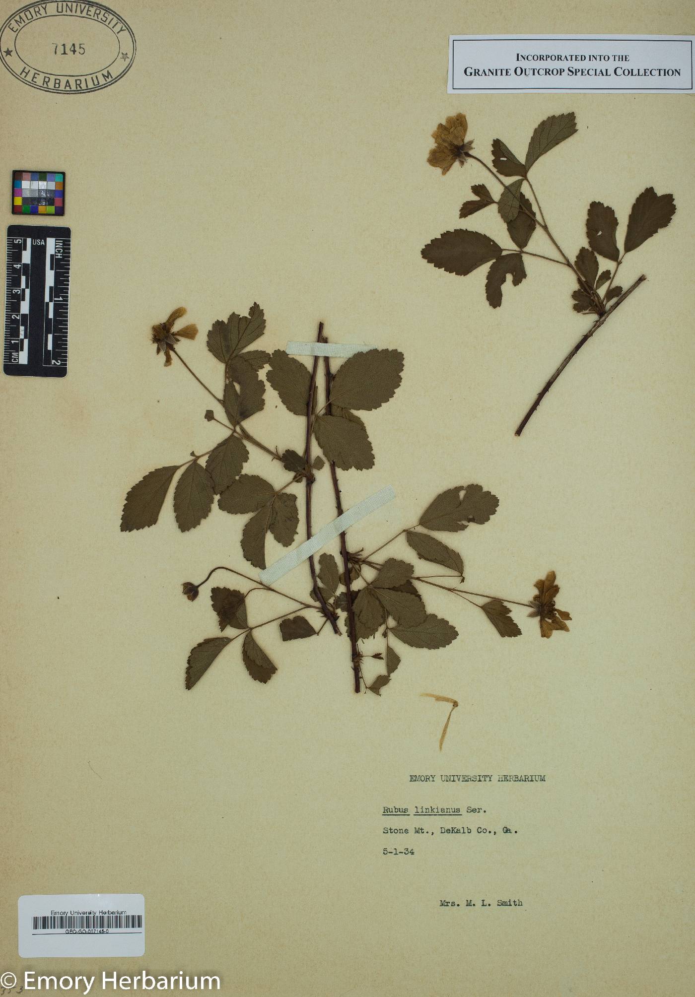 Rubus linkianus image