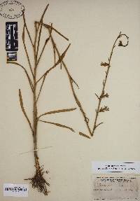 Lobelia glandulosa image