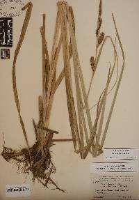 Carex hyalinolepis image