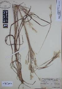 Andropogon ternarius image