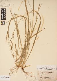 Carex striatula image