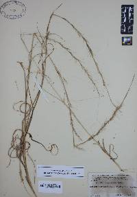 Aristida purpurascens image