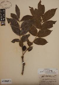 Carya illinoinensis image