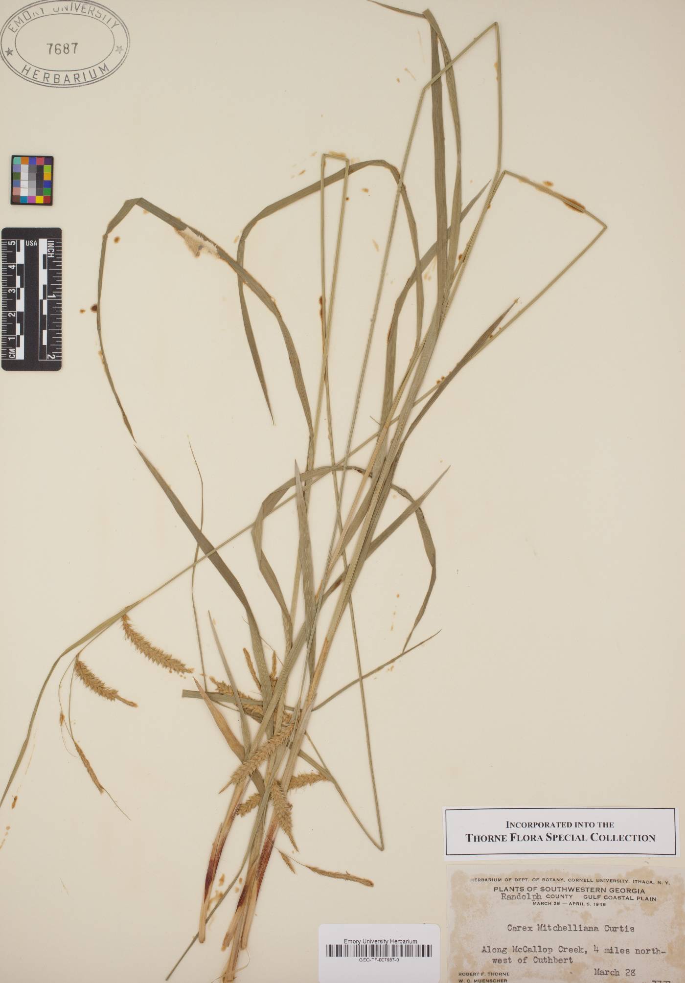 Carex mitchelliana image