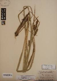 Carex hyalinolepis image