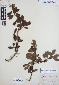 Sideroxylon reclinatum image