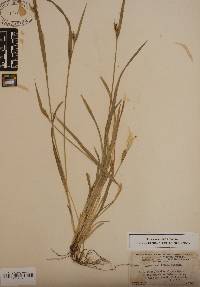 Carex crebriflora image