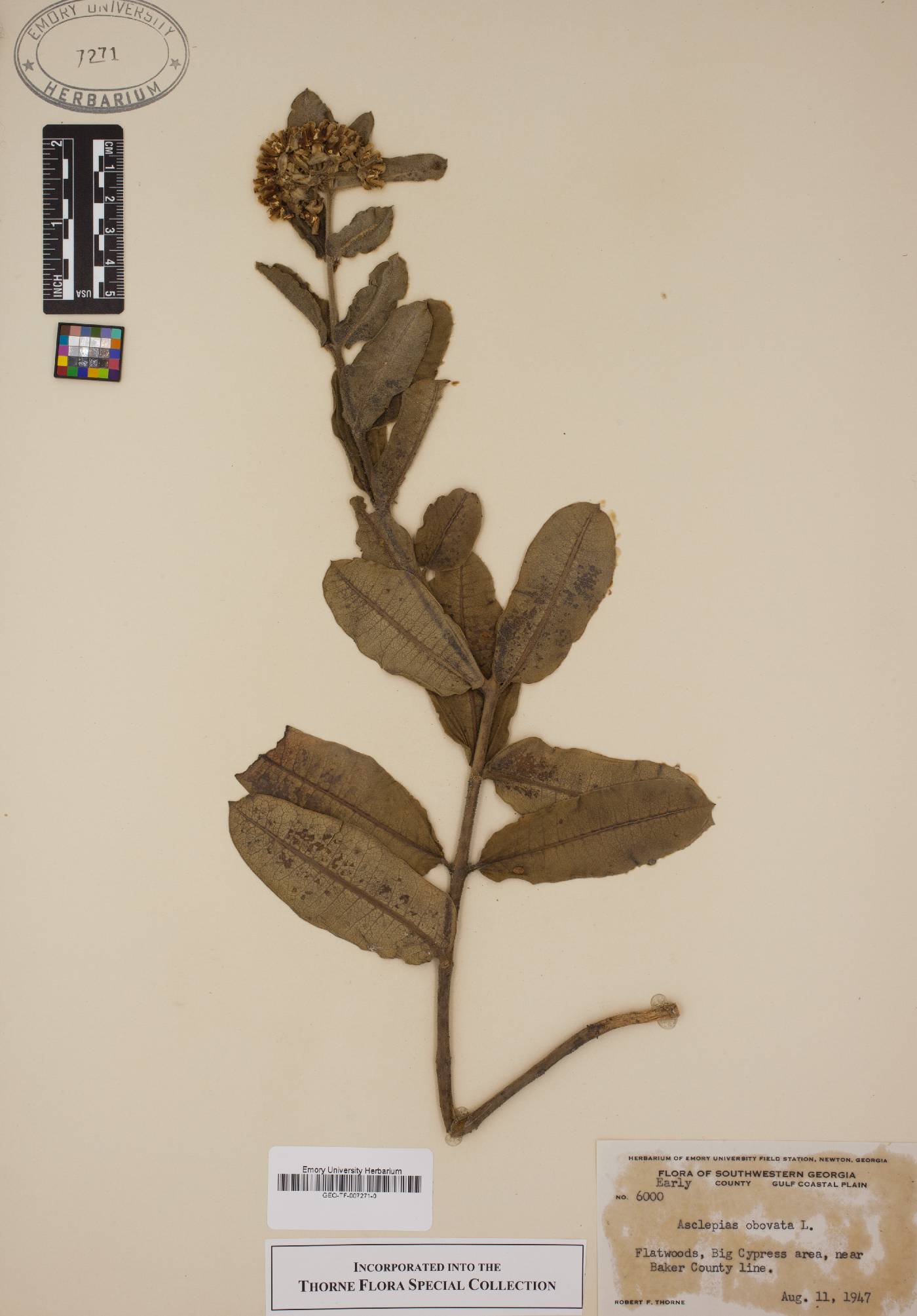 Asclepias obovata image