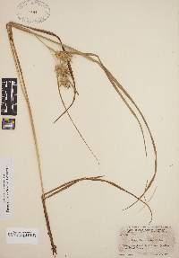 Carex louisianica image