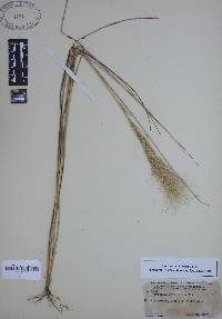 Aristida spiciformis image