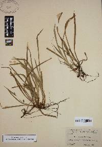 Carex abscondita image