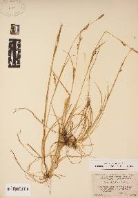 Carex styloflexa image