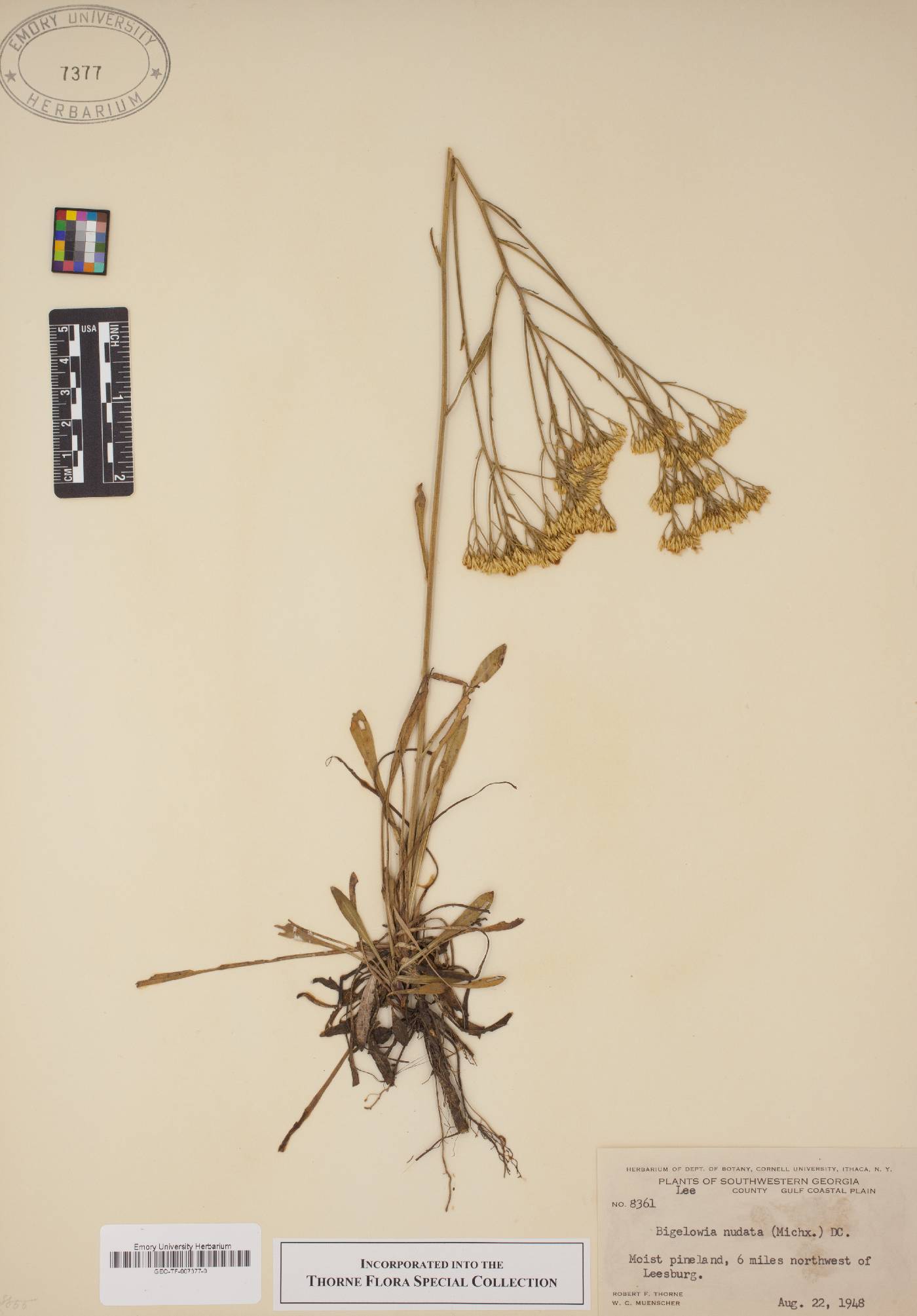 Bigelowia nudata image