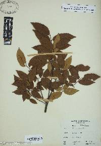 Ulmus alata image