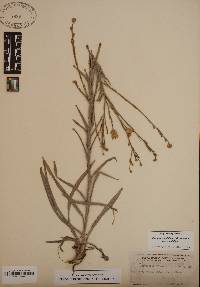 Chrysopsis graminifolia image