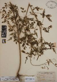 Bidens bipinnata image