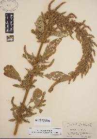 Amaranthus hybridus image