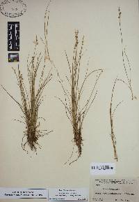 Carex atlantica subsp. capillacea image