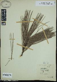 Pinus taeda image