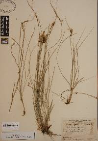 Carex retroflexa image