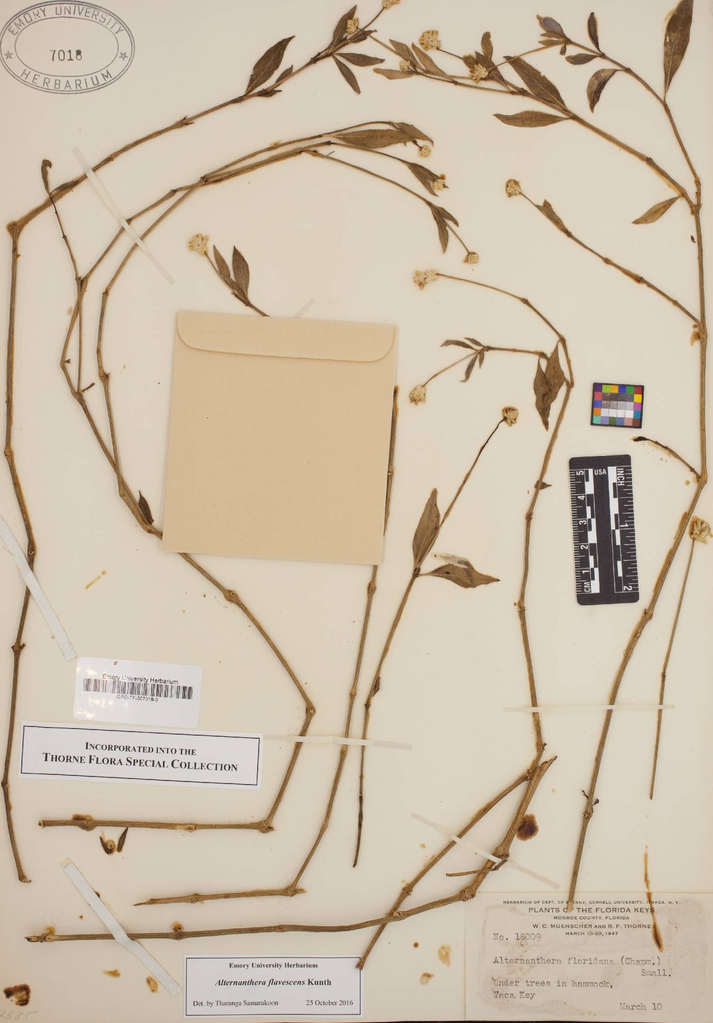 Alternanthera flavescens image