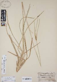 Eustachys floridana image