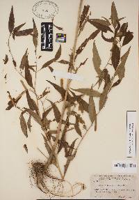 Amsonia tabernaemontana image