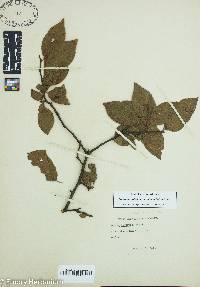 Prunus umbellata var. injuncunda image