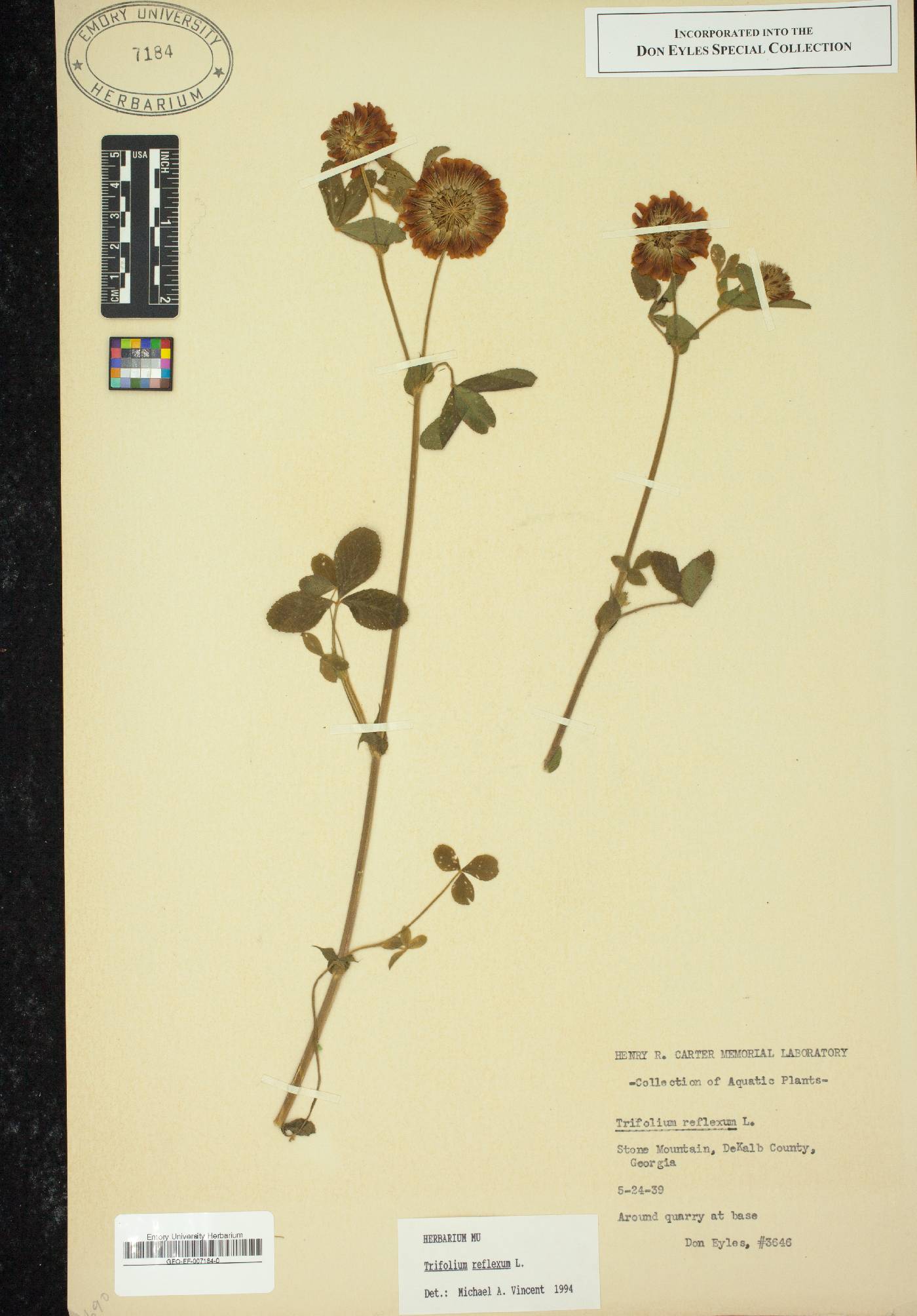 Trifolium reflexum image