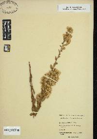 Solidago petiolaris image