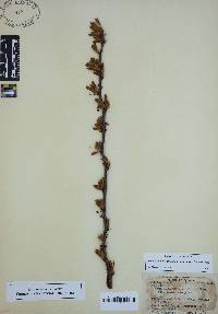 Sideroxylon lanuginosum image