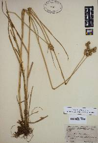 Carex alata image