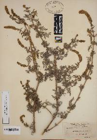 Image of Ambrosia hispida