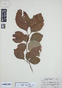 Crataegus calpodendron image