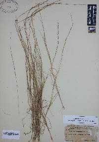 Aristida longespica image