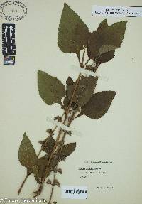 Salvia urticifolia image