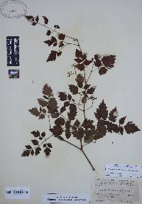 Nekemias arborea image